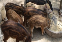 特種野豬提純復壯方法，推薦以下4種方法